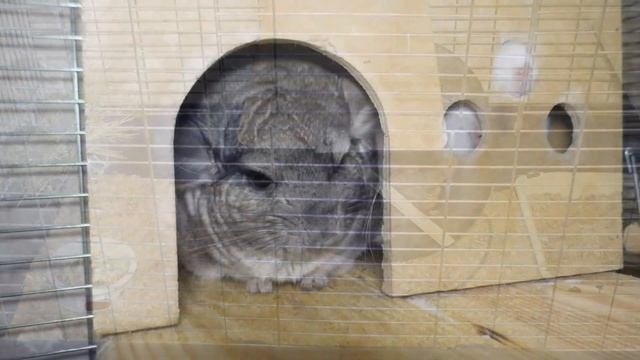 Что можно и нельзя давать шиншиллам. Лакомства для шиншилл смотреть онлайн