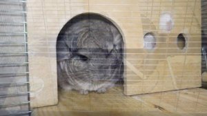 Что можно и нельзя давать шиншиллам. Лакомства для шиншилл