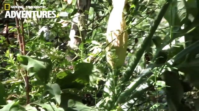 Dracunculus Vulgaris (Voodoo Lily / Drakondia) смотреть онлайн