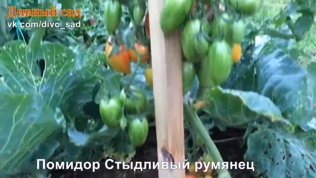 Помидор Стыдливый румянец смотреть онлайн