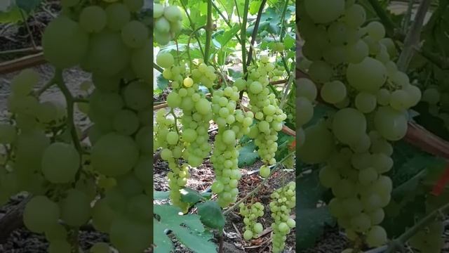 Мускатный виноград Светлячок смотреть онлайн