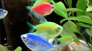 Релакс. Аквариумные рыбки. смотреть онлайн