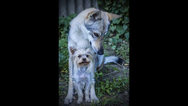 Zorro tiene tres años / Зорро три года смотреть онлайн