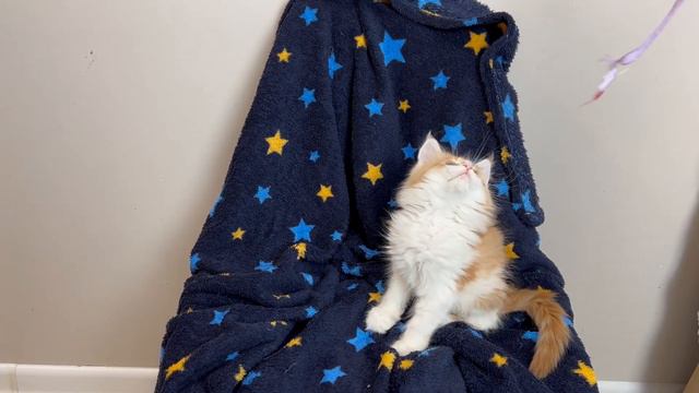 Котенок мейн-кун смотреть онлайн