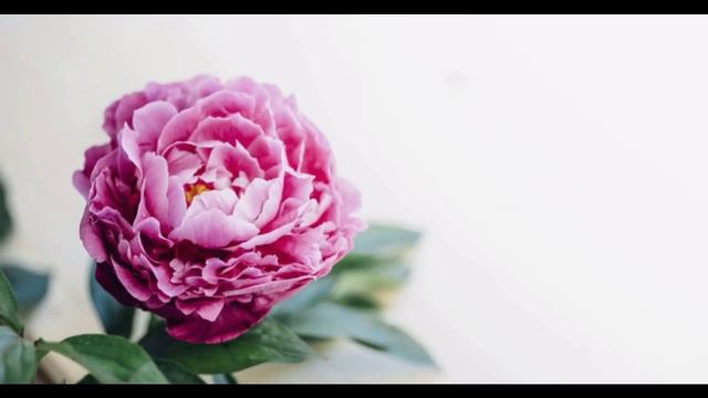 Collection Of Peony Flower Pictures | Peony Flower with Romantic Quotes смотреть онлайн