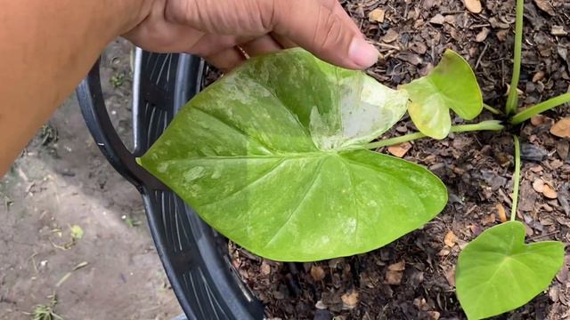 บอนโหราด่างขาว ลายหินอ่อนและด่างเหลือง Alocasia Macrorrhizos Schott Variegated #ไม้ด่างมาแรง смотреть онлайн
