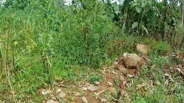 Descobri o segredo da estrada encantada !! смотреть онлайн