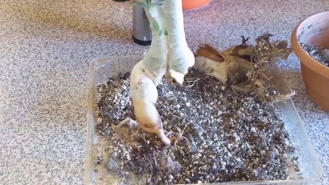 Адениум корневая гниль и лечение ..И прекрасные цветы! смотреть онлайн