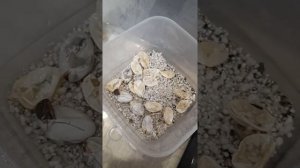 вылупление малышей бородатых агам