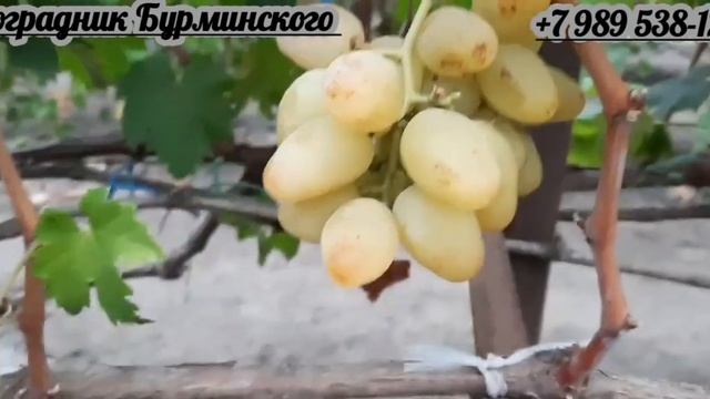 НОВИНКА!!! ГФ. Винограда ЭСТЕЛЛА (был 55-2-11) (Калугин В.М.).