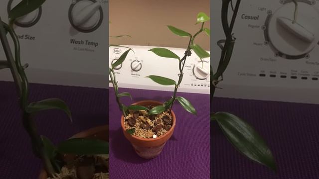 Vanilla bean orchid! смотреть онлайн