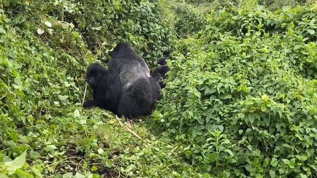 Mountain Gorillas Mating In The Wild - Rwanda