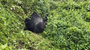Mountain Gorillas mating in the wild - Rwanda