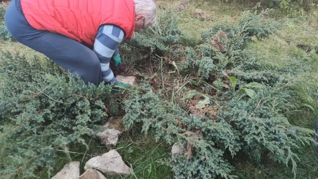 Обрезка казацкого можжевельника осенью. смотреть онлайн