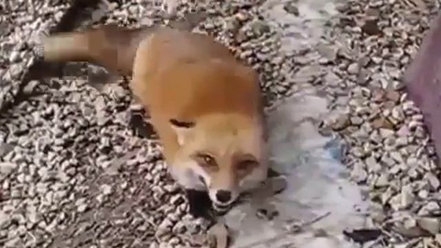 Как смеётся лиса смотреть онлайн