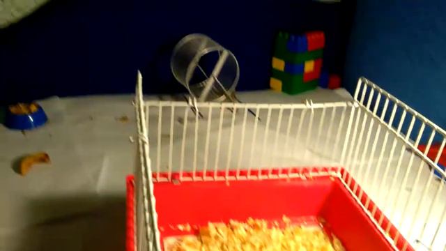 Обустройство клетки джунгарским хомячкам) смотреть онлайн