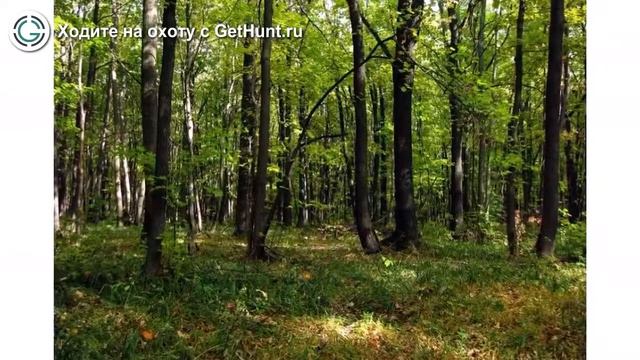 Охота в Белгородской области – Старооскольское районное «Общество охотников и рыболовов» БРОО смотреть онлайн