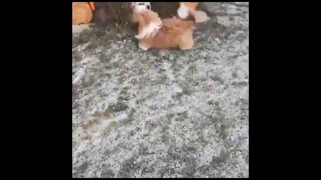 schenok shihtzu gulyaet смотреть онлайн