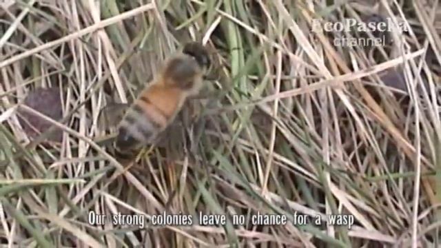 Осы глазами пчел и пчеловода смотреть онлайн