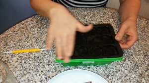 Агератум мексиканский 2. Пикировка.