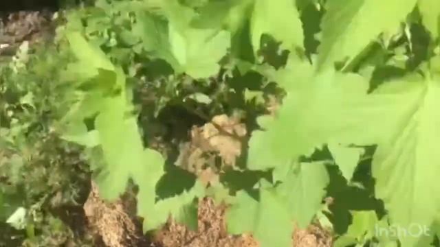Изготовление кругов из чистотела смотреть онлайн