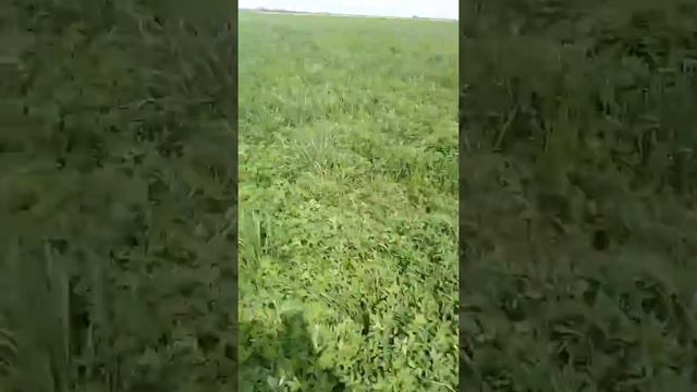 Люцерня Надежда смотреть онлайн