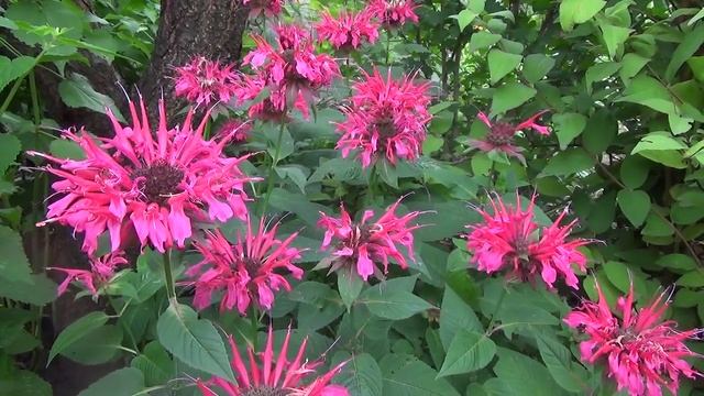 Монарда. Monarda. смотреть онлайн