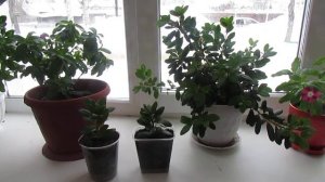 АЗАЛИЯ! После укоренения.