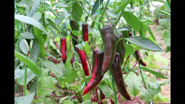 МОИ УРОЖАИ В НАЧАЛЕ АВГУСТА.