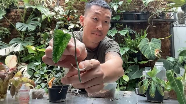 Plant Rescue LIVE From My Garden! How Many Can We Save? смотреть онлайн