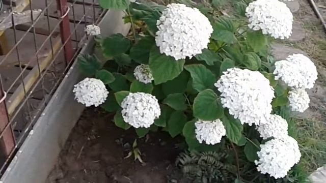 Гортензия древовидная Инкредибол в моем саду (видеообзор). смотреть онлайн
