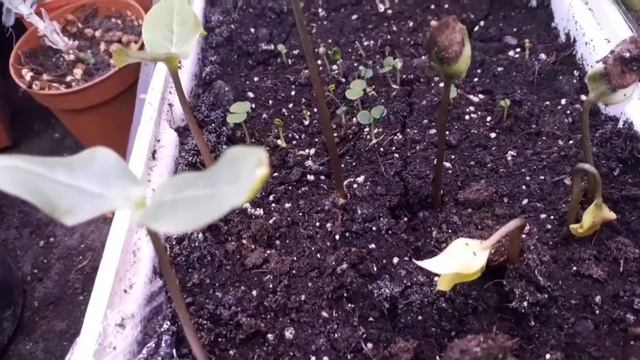 первые всходы смотреть онлайн