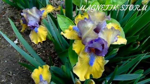 КАРЛИКОВЫЕ ИРИСЫ ОБЗОР СОРТОВ . смотреть онлайн