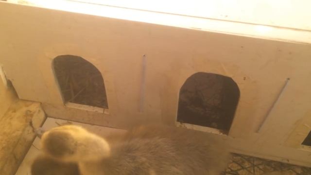 Недельные гусята ( содержание, Крупный серый ) смотреть онлайн