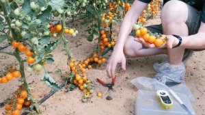 Томат Черри Кира F1