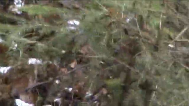 21.12.2020 г. хотел поохотится на кабана , но лайки подняли лосей. смотреть онлайн