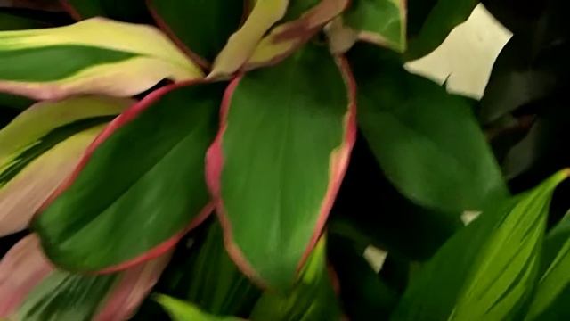 Mix of Cordyline plants смотреть онлайн