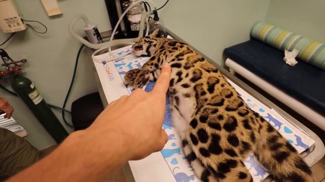 EMERGENCY VET VISIT FOR MY CAT ! WHAT HAPPENED ?! смотреть онлайн