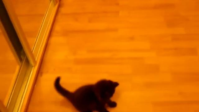 Киця смотреть онлайн