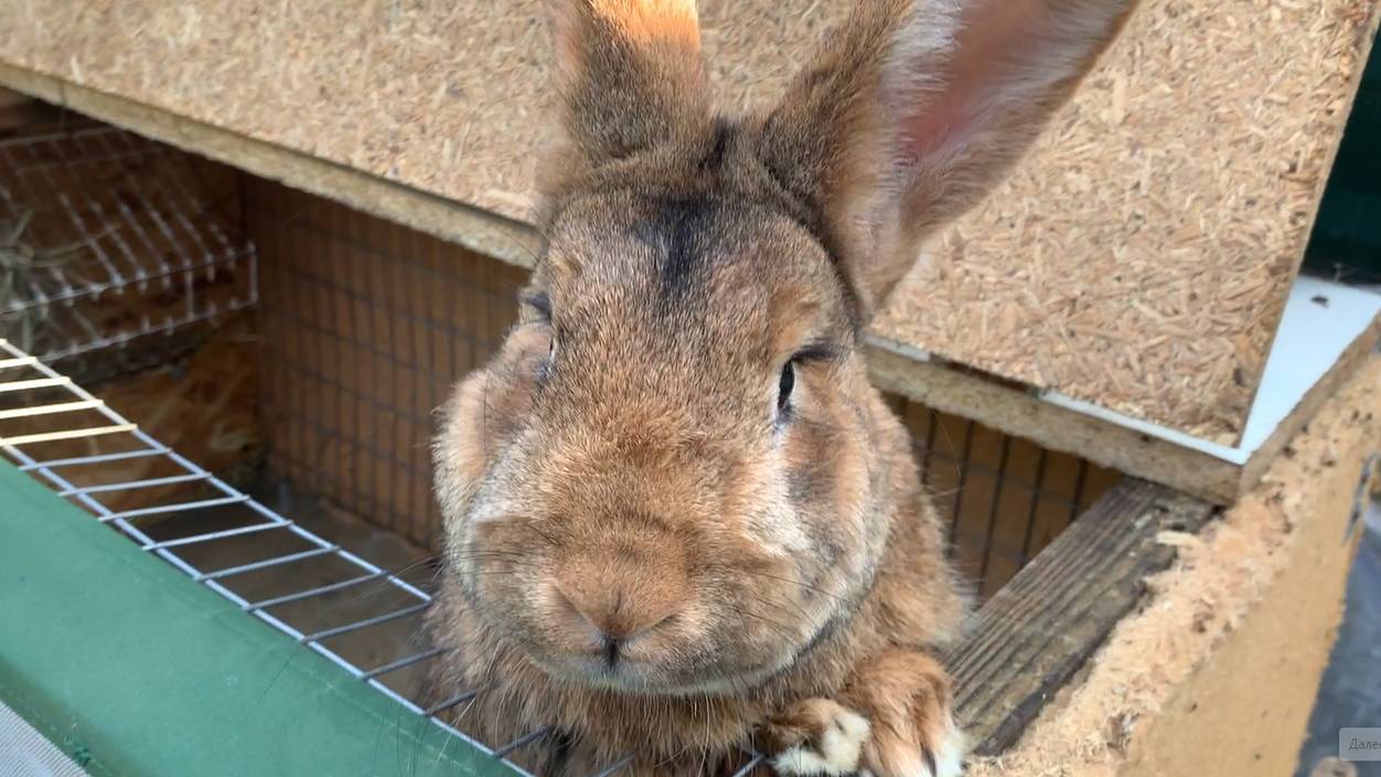 Что получилось у помесной бургундской самочки?
