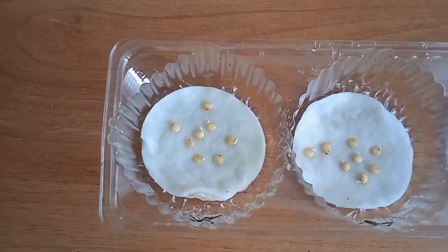 Закалка семян. Замачивание для стимуляции роста и обеззараживания смотреть онлайн