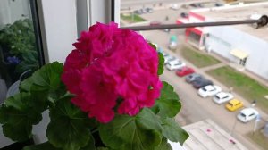 Пеларгония Шелк Маркиза? Сорт Ирины Мусиной.