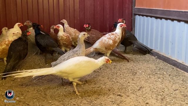 Охотничий и Румынский фазаны и их гибриды. Pheasants and their hybrids. смотреть онлайн