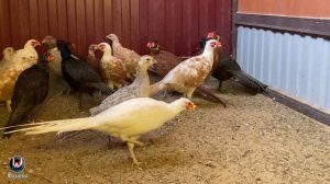 Охотничий и Румынский фазаны и их гибриды. Pheasants and their hybrids.