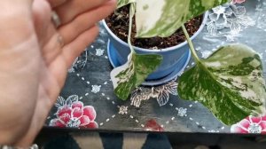 МОНСТЕРА АЛЬБА ВАРИЕГАТНАЯ через 7 месяцев после черенкования КАК РАСТЕТ и как выглядит