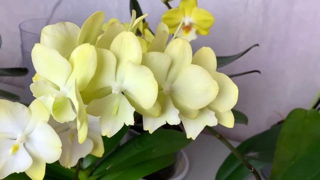 обзор орхидей ФИСТАШКОВО желтые БИГ ЛИПЫ новинки / в чем живут орхидеи / 9 месяцев цветет орхидея смотреть онлайн