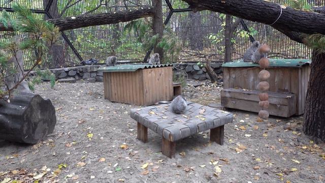 Пять ленивых котят манулов. 02.10.2022 смотреть онлайн