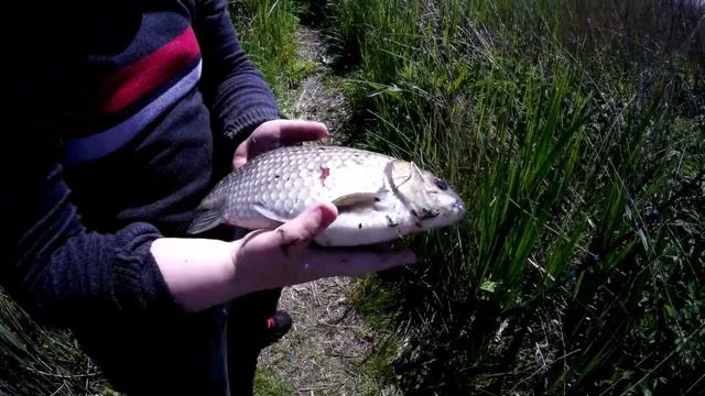 Крутая рыбалка на карася!!!Карась по 950 грамм!!! Вообщем сказка! смотреть онлайн