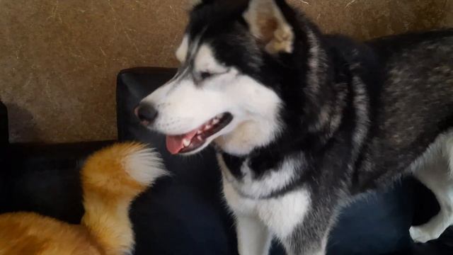 Малышам 1 месяц !!! Шикарный помёт хаски