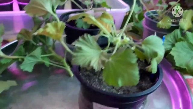 Пеларгония королевская.  Черенкую. Зимой. Полезно всё знать.